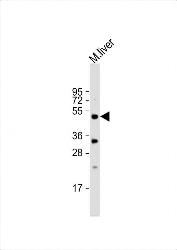 Rabbit Polyclonal Antibody to Mouse Stk38