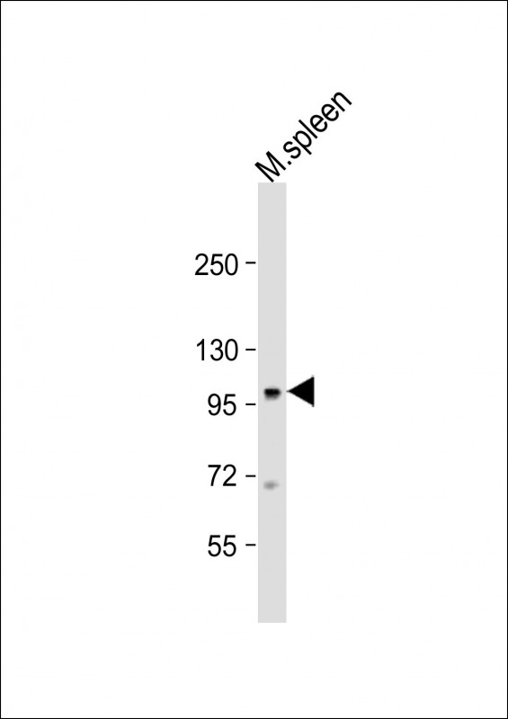 Rabbit Polyclonal Antibody to Mouse Nod1