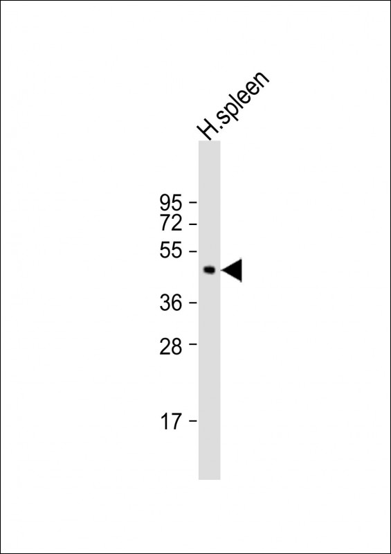 Rabbit Polyclonal Antibody to RNF135(C-term)