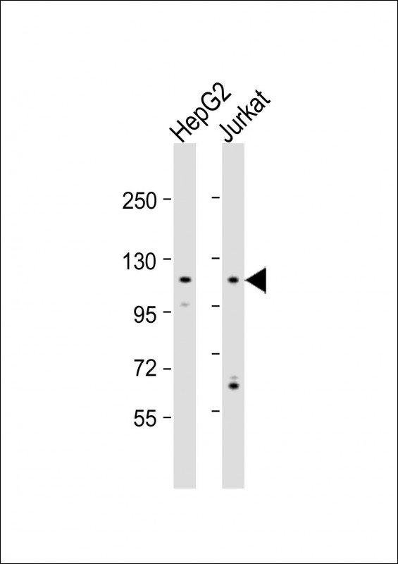 Rabbit Polyclonal Antibody to MAN2C1(N-term)