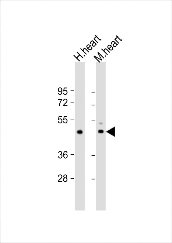 Rabbit Polyclonal Antibody to TPRA1 (N-Term)