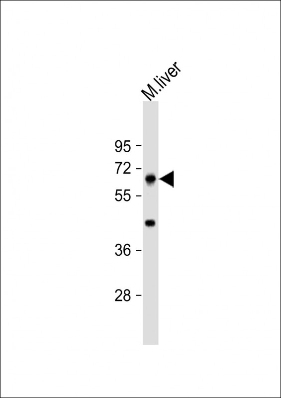 Rabbit Polyclonal Antibody to PRODH