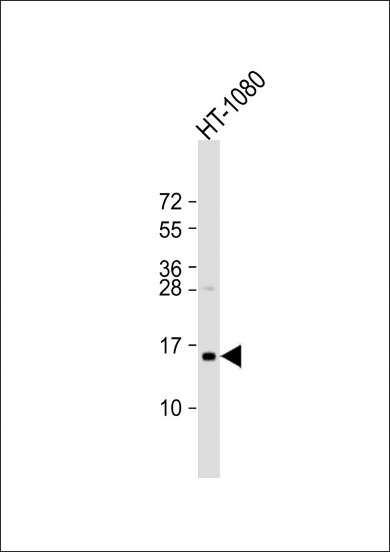 Rabbit Polyclonal Antibody to TAX1BP3