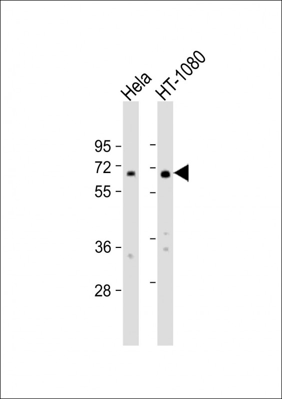 Rabbit Polyclonal Antibody to IL4I1