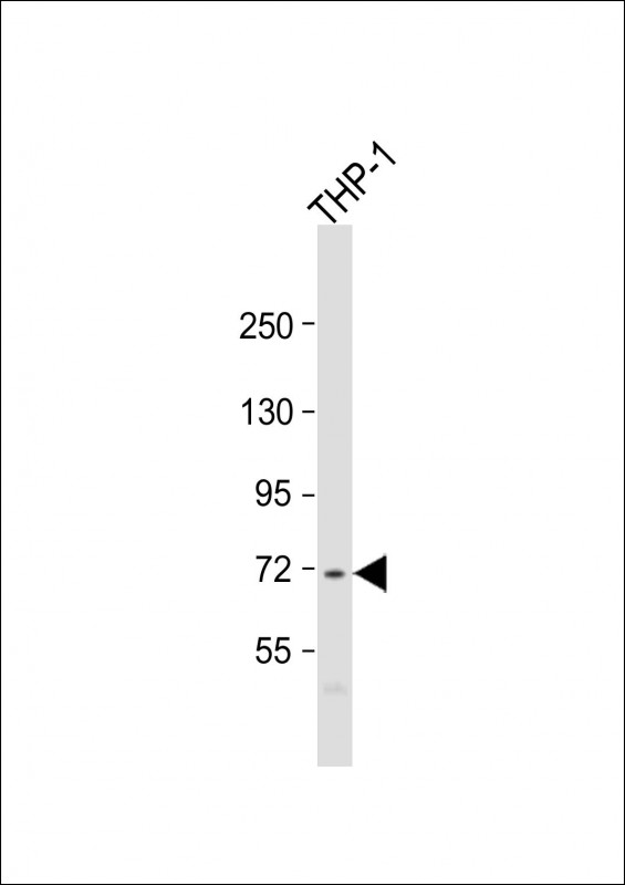 Rabbit Polyclonal Antibody to PRAM1