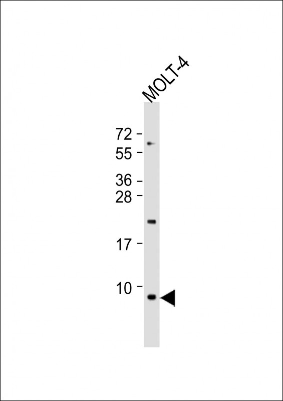 Rabbit Polyclonal Antibody to GNG5