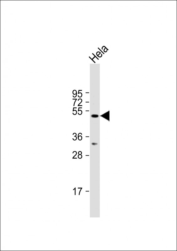 Rabbit Polyclonal Antibody to STAMBPL1