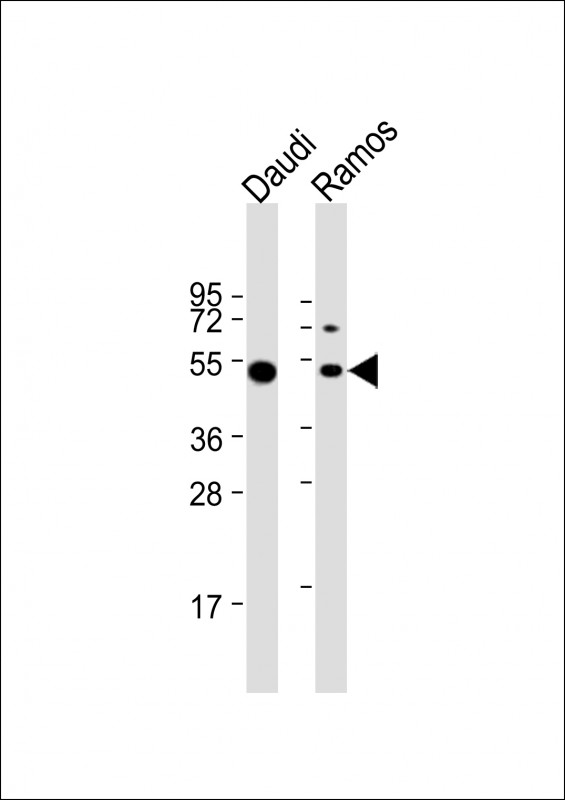 Rabbit Polyclonal Antibody to LSP1