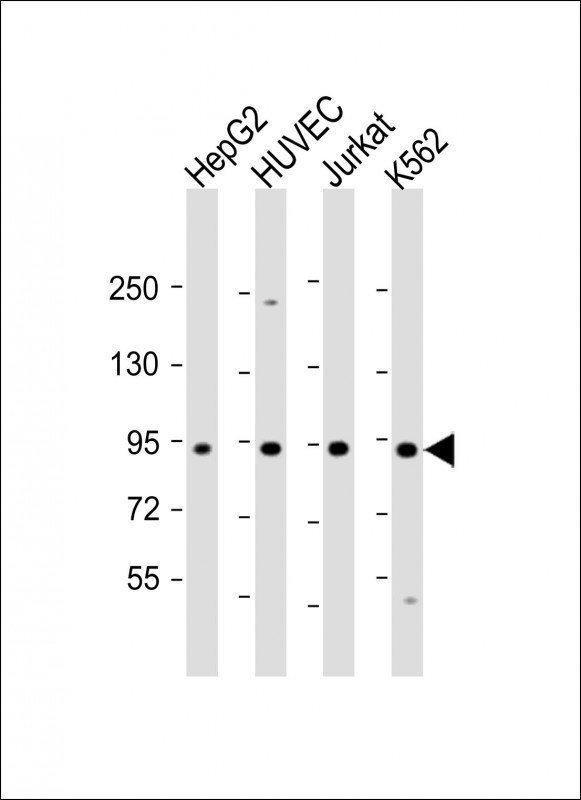Rabbit Polyclonal Antibody to RASIP1