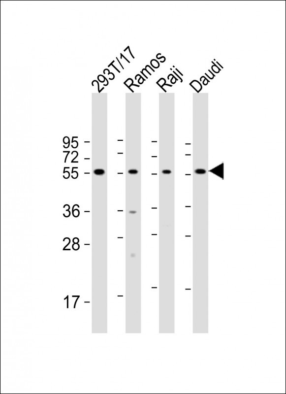 Rabbit Polyclonal Antibody to FCRL4