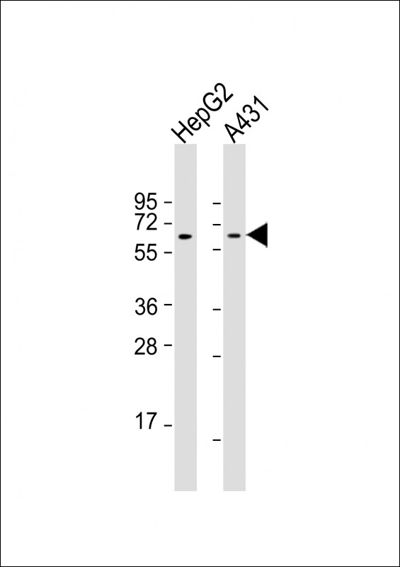 Mouse Monoclonal Antibody to TERF2IP