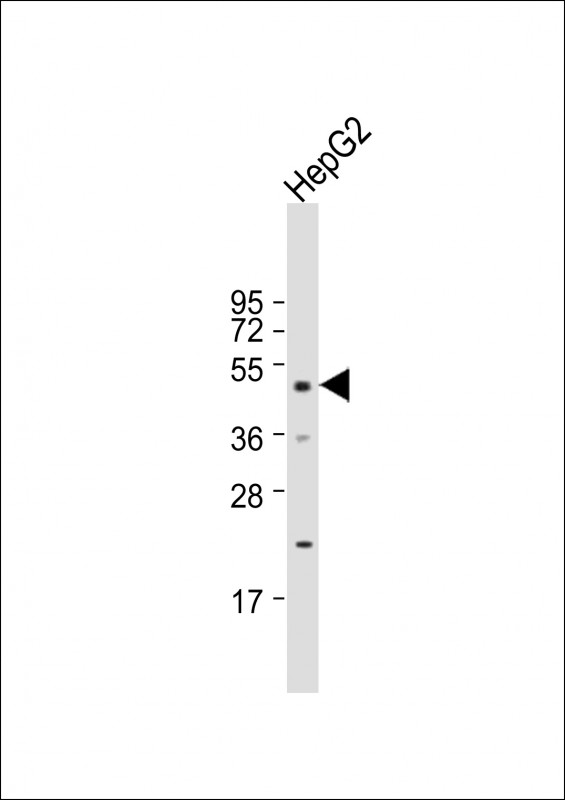 Rabbit Polyclonal Antibody to DNAJA2 (N-term)