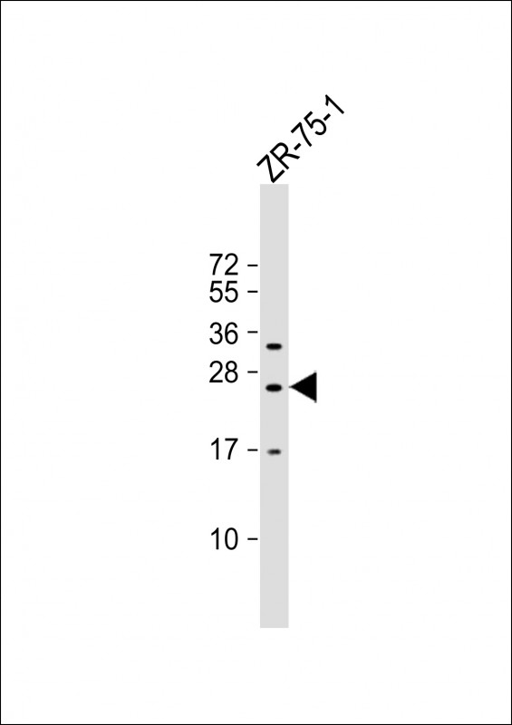 Rabbit Polyclonal Antibody to KLRF2 (N-term)