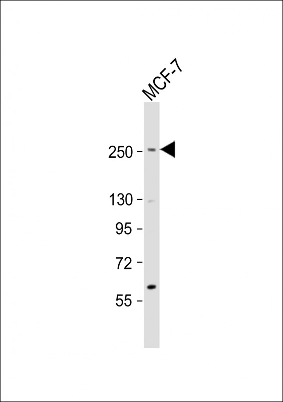 Rabbit Polyclonal Antibody to SCRIB (N-term)