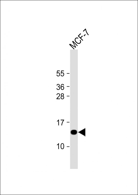 Rabbit Polyclonal Antibody to SH3BGRL