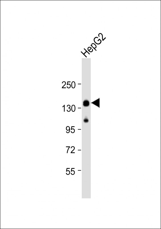 Rabbit Polyclonal Antibody to LRPPRC