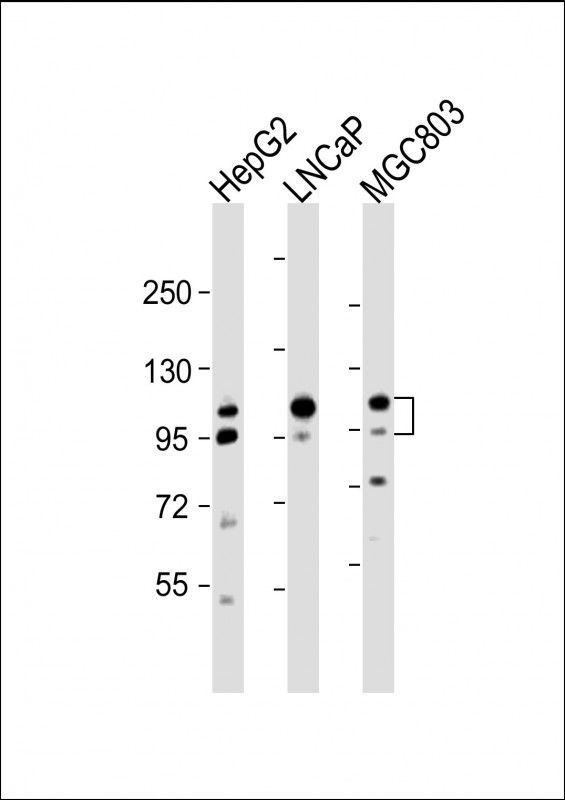 Rabbit Polyclonal Antibody to ANO7 (N-term)