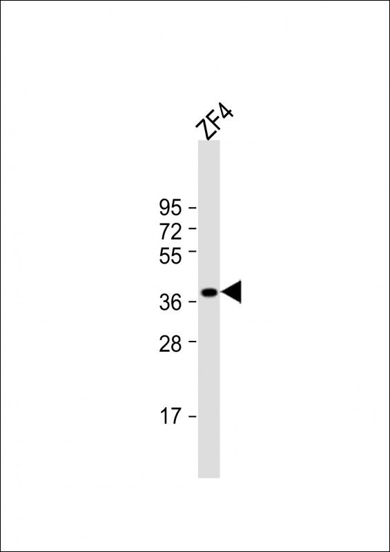 Rabbit Polyclonal Antibody to DANRE efnb2a