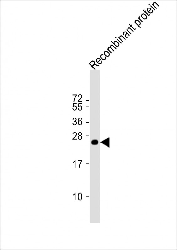 Mouse Monoclonal Antibody to MLL3