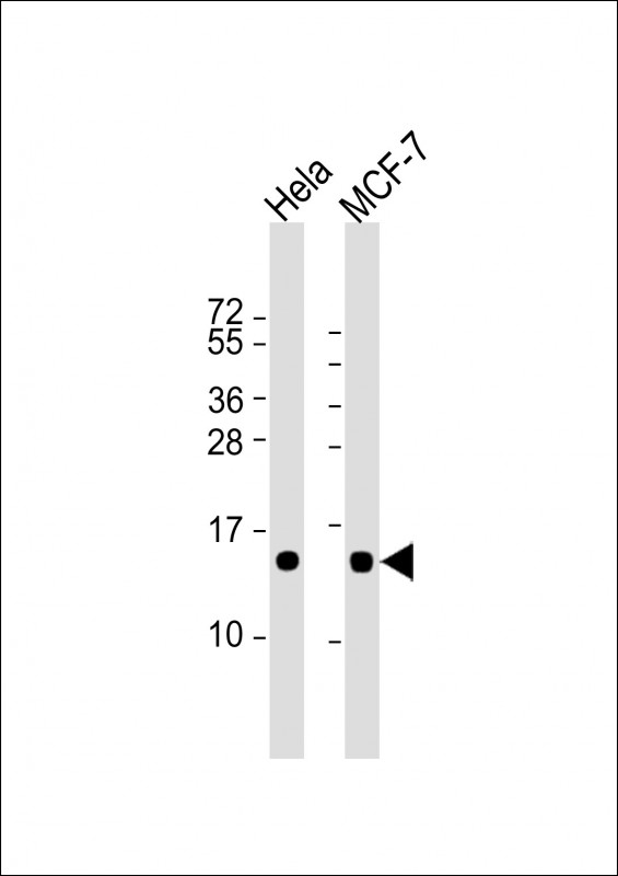 Mouse Monoclonal Antibody to ISG15 (N-term))