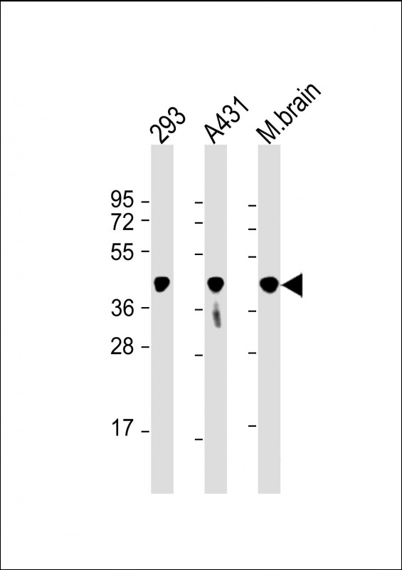 Mouse Monoclonal Antibody to PGK1