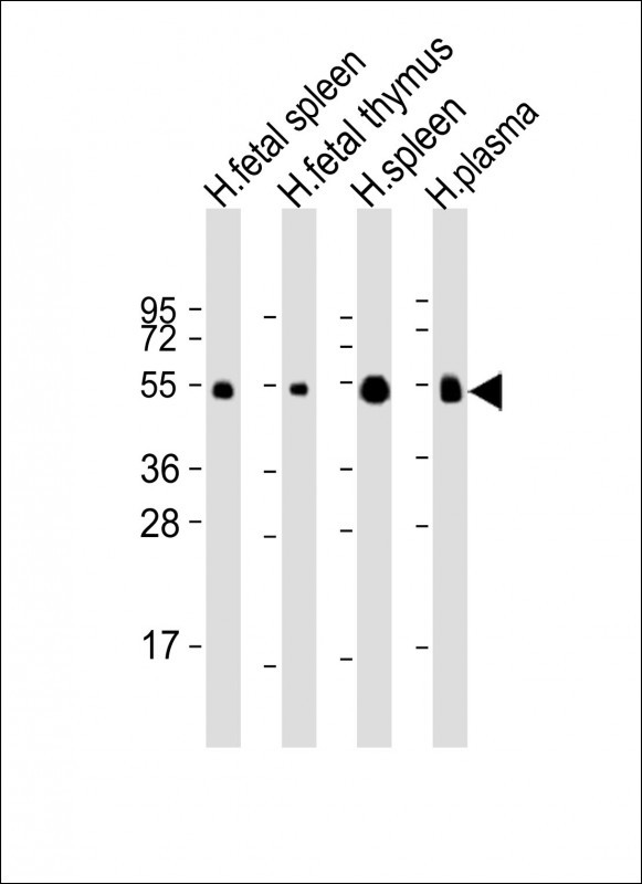 Rabbit Polyclonal Antibody to IGHG1