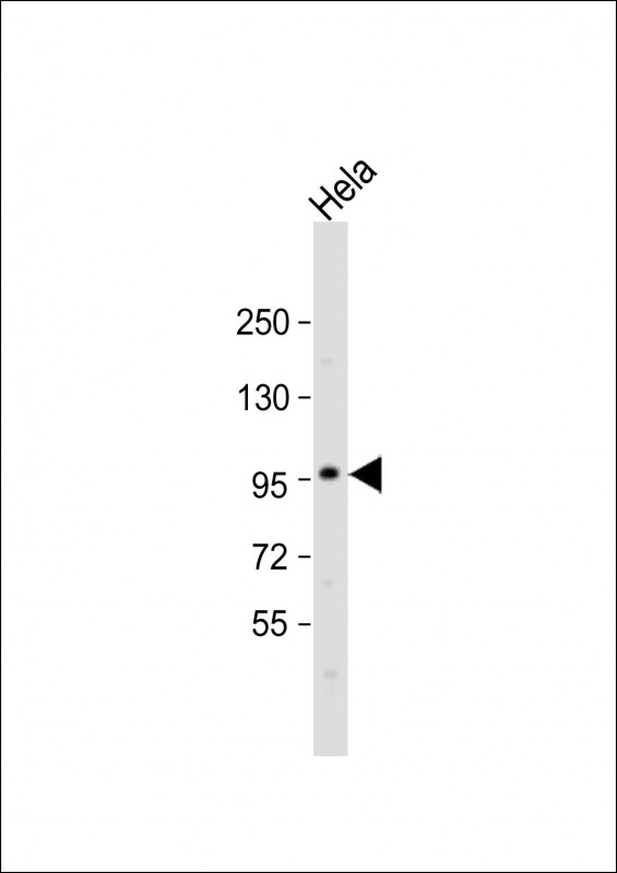 Rabbit Polyclonal Antibody to SP1 (C-term P692)