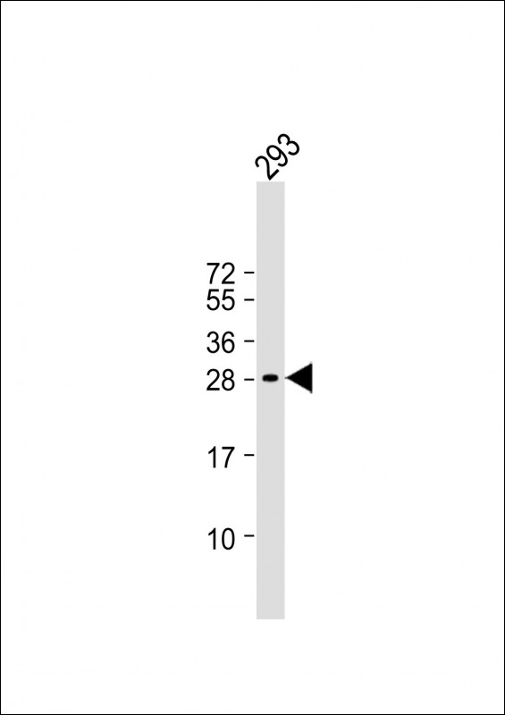 Rabbit Polyclonal Antibody to C19orf38