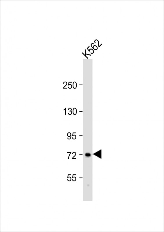 Rabbit Polyclonal Antibody to WDR42C (N-term)