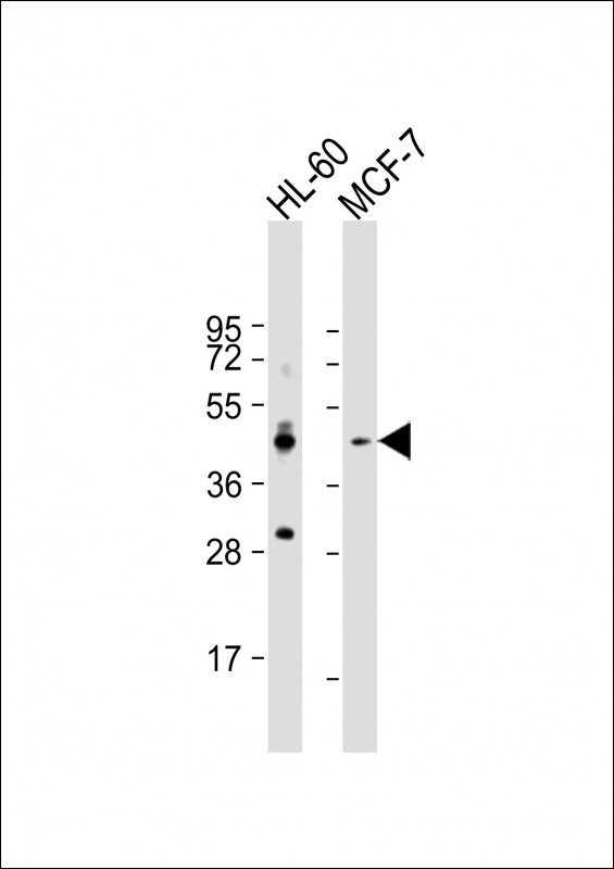 Rabbit Polyclonal Antibody to CCR10 (N-term)