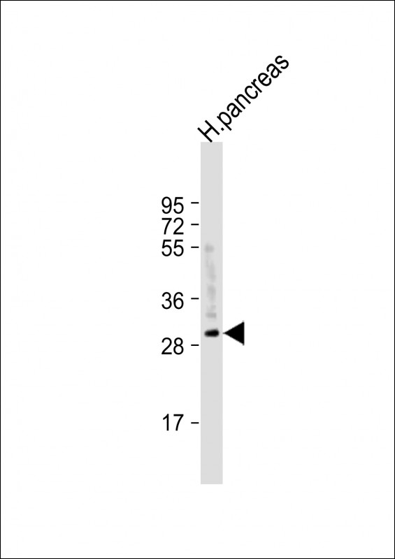 Rabbit Polyclonal Antibody to CELA2A