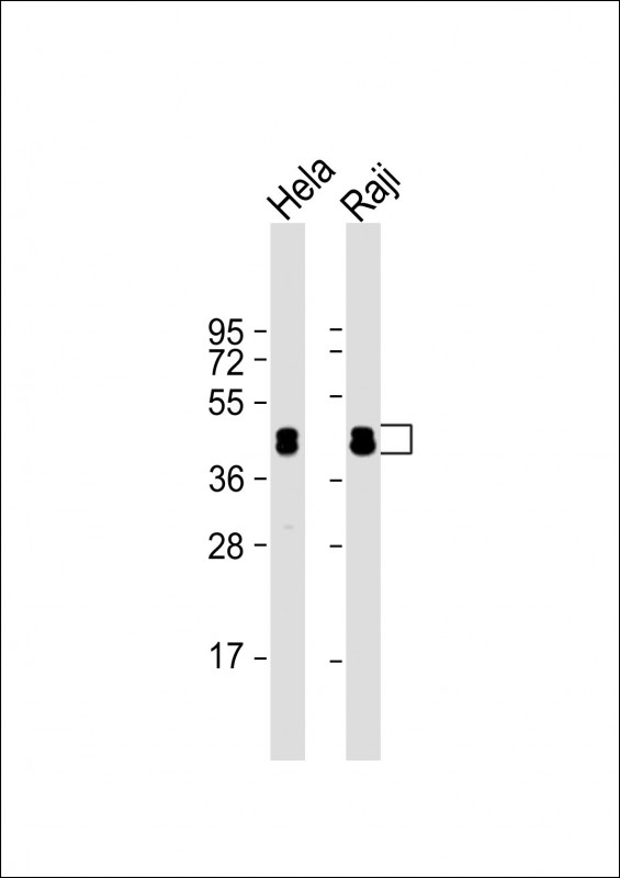 Rabbit Polyclonal Antibody to HNRNPD (N-term)