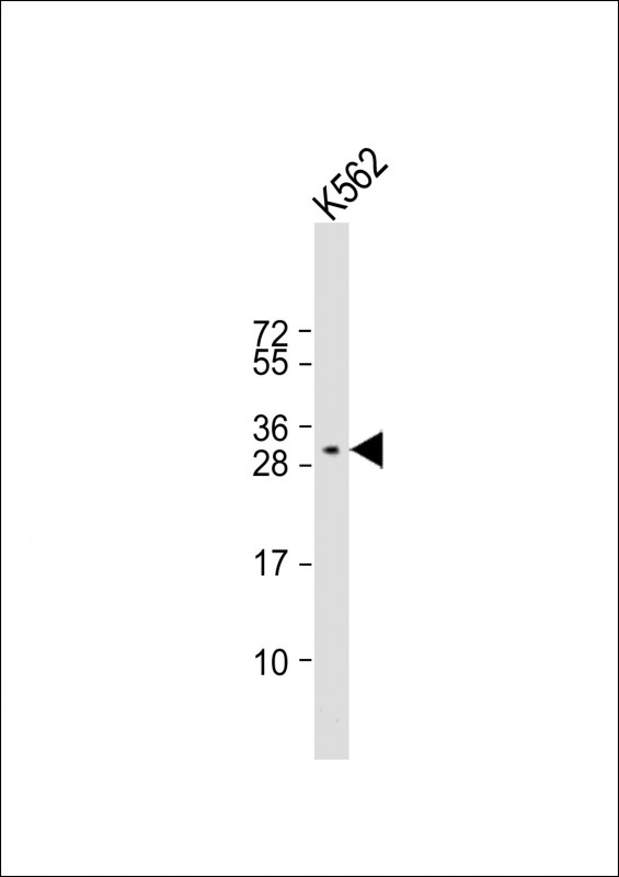 Rabbit Polyclonal Antibody to PAFAH1B2