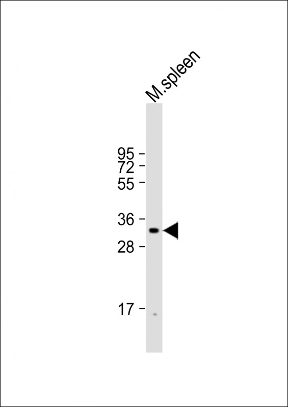 Rabbit Polyclonal Antibody to mouse CASP3 (N-term S12)