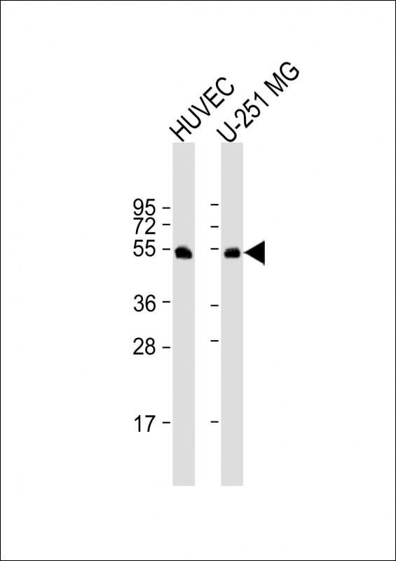 Rabbit Polyclonal Antibody to CDC42EP1