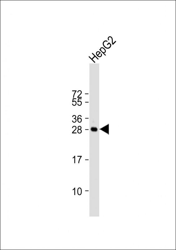 Rabbit Polyclonal Antibody to HILS1 (N-term)