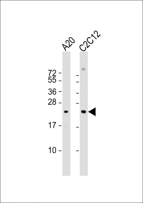 Rabbit Polyclonal Antibody to Mouse BAD (Center S134)