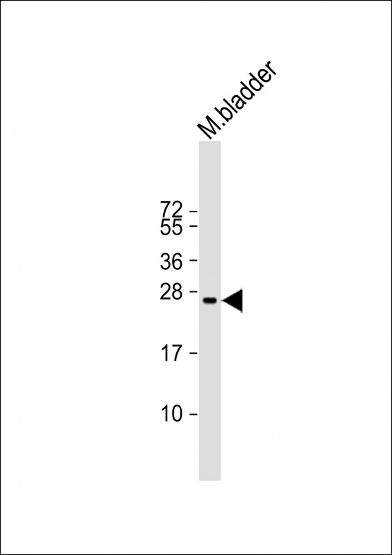 Rabbit Polyclonal Antibody to Mouse Gsta3