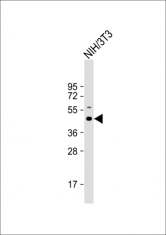 Rabbit Polyclonal Antibody to Mouse Shc1(Center)