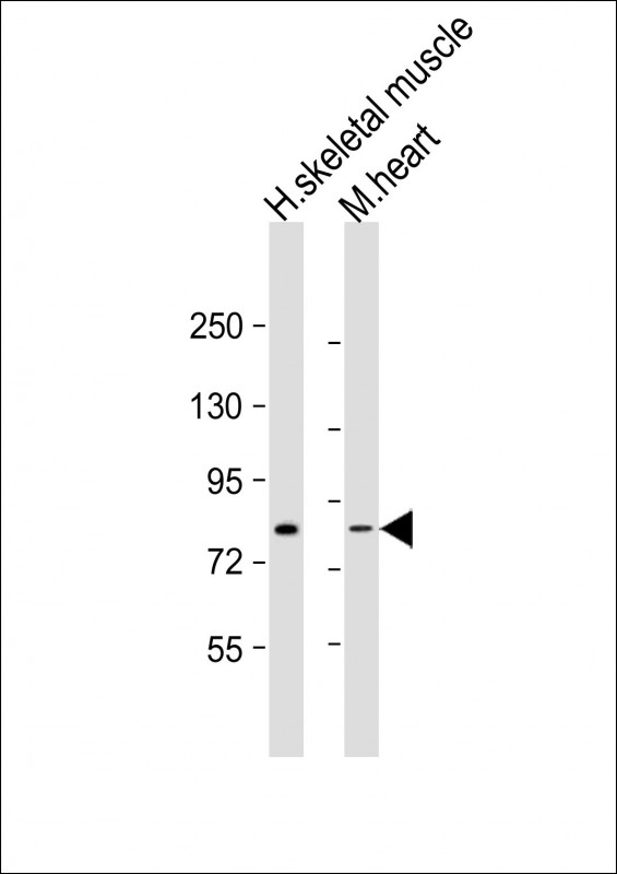 Rabbit Polyclonal Antibody to LEO1 (N-term)