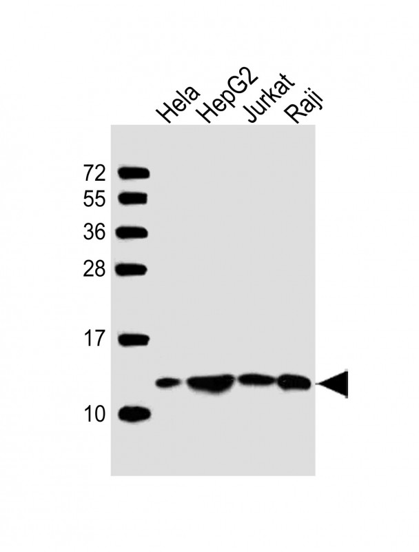 Rabbit Polyclonal Antibody to HSPE1