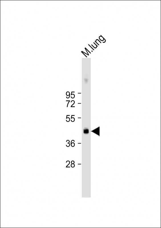 Rabbit Polyclonal Antibody to Mouse Plau