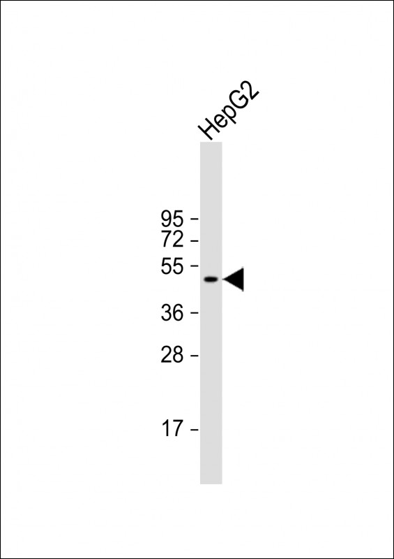 Rabbit Polyclonal Antibody to BCL6B
