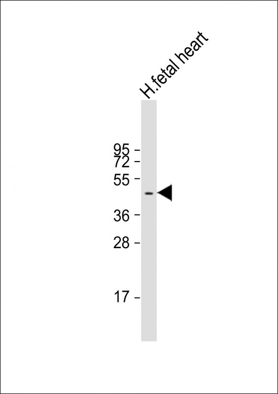 Rabbit Polyclonal Antibody to ZDHHC18