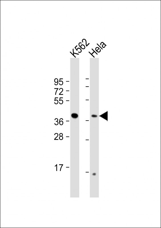 Rabbit Polyclonal Antibody to RFC2 (N-term)