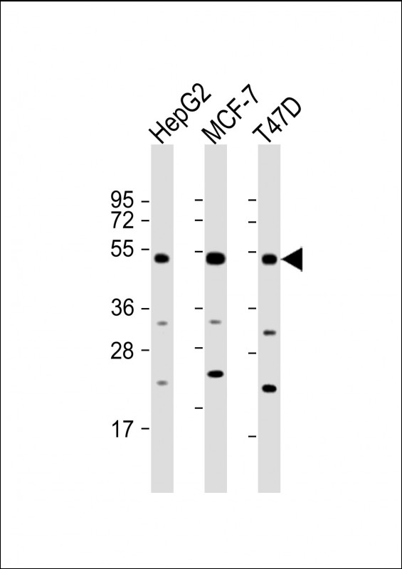 Rabbit Polyclonal Antibody to SLC9A3R1