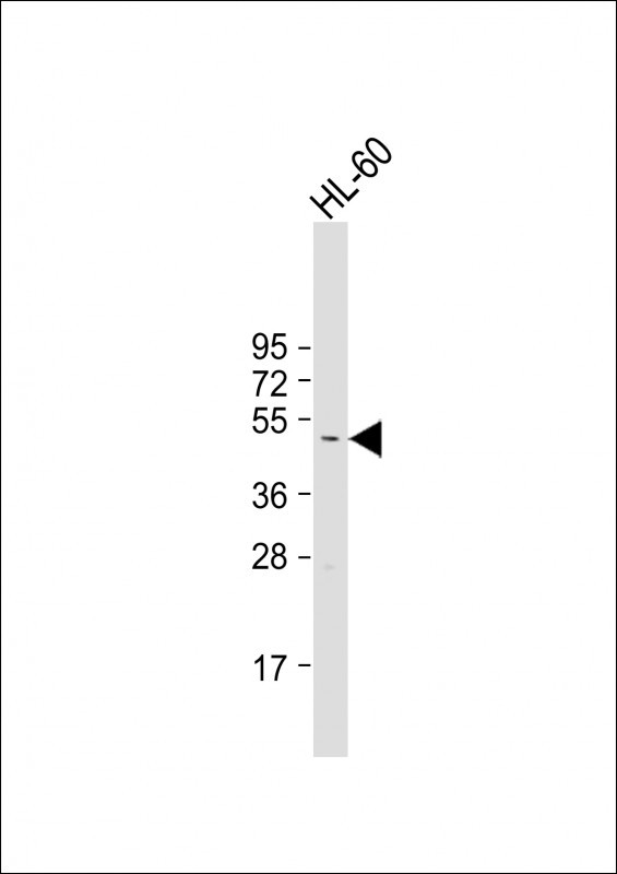 Rabbit Polyclonal Antibody to CSNK1G2