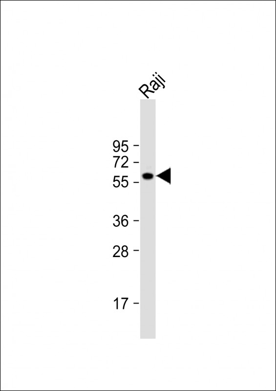 Rabbit Polyclonal Antibody to FGR (N-term)