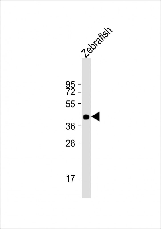 Rabbit Polyclonal Antibody to DANRE pou3f3a