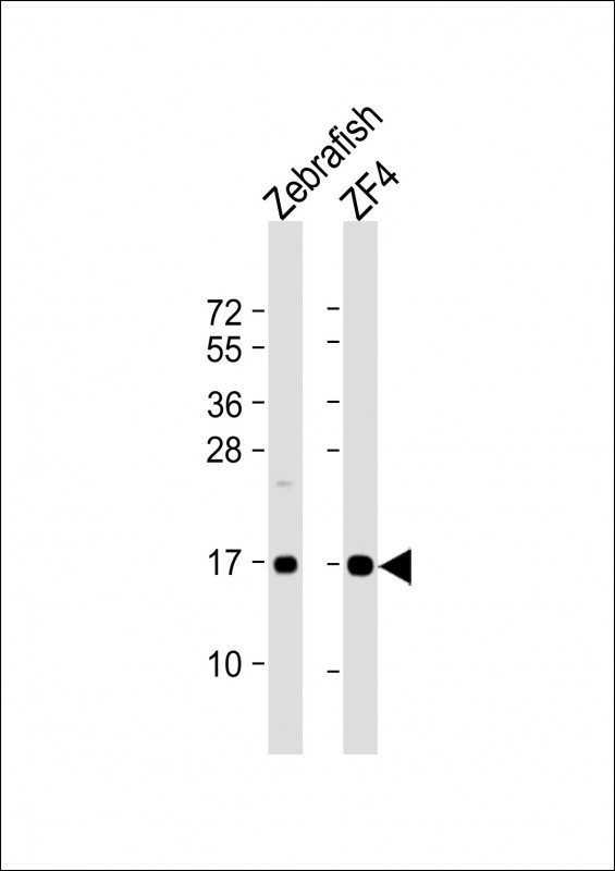 Rabbit Polyclonal Antibody to DANRE ndufaf3 (N-term)